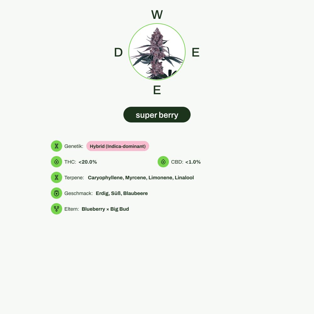 Infografik über THC-Gehalt, CBD-Gehalt, Terpene, Wirkungen, Geschmack von super berry