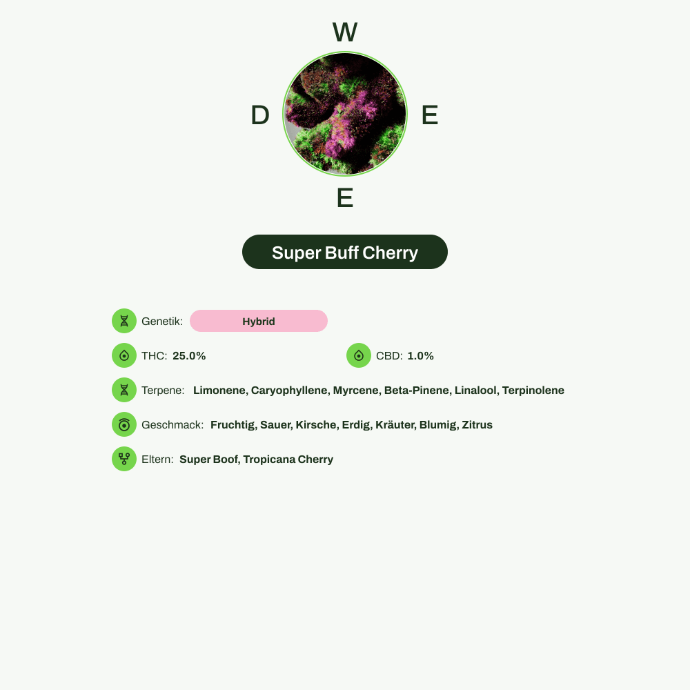 Infografik über THC-Gehalt, CBD-Gehalt, Terpene, Wirkungen, Geschmack von Super Buff Cherry