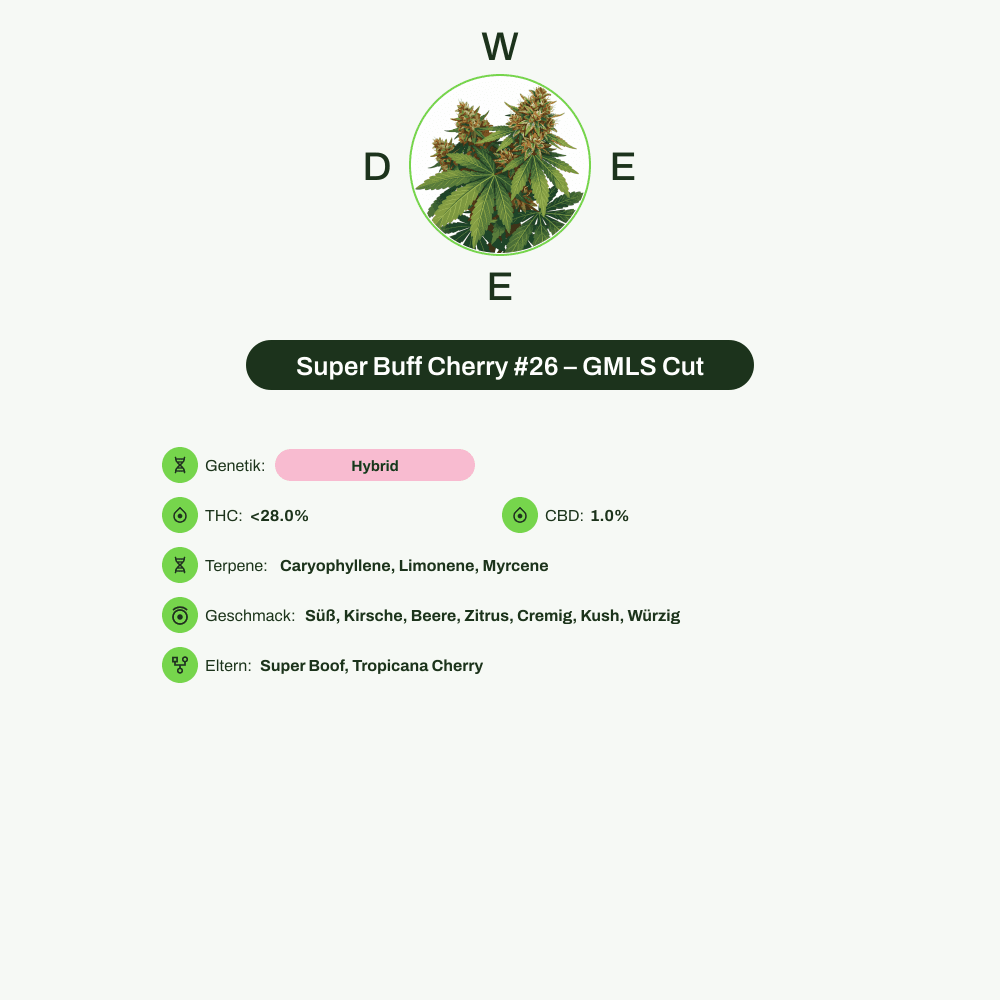 Infografik über THC-Gehalt, CBD-Gehalt, Terpene, Wirkungen, Geschmack von Super Buff Cherry #26 – GMLS Cut