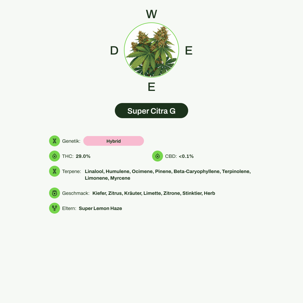 Infografik über THC-Gehalt, CBD-Gehalt, Terpene, Wirkungen, Geschmack von Super Citra G