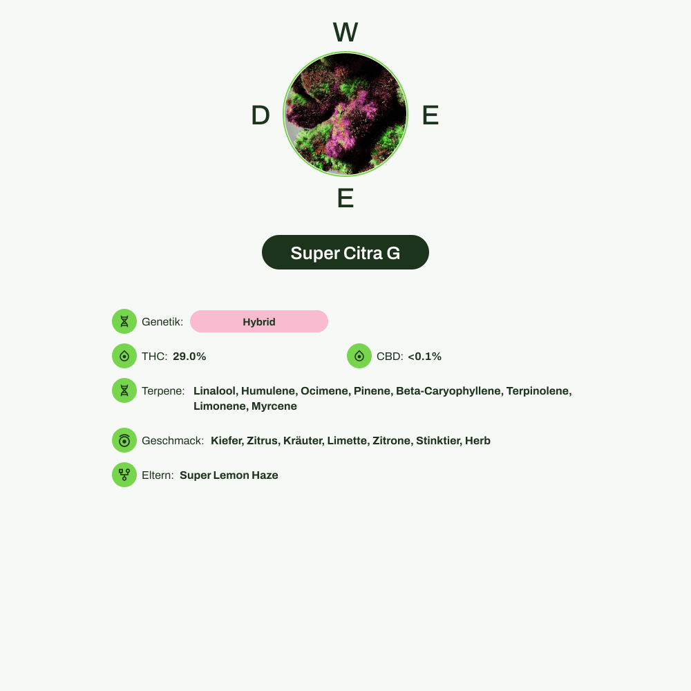 Infografik über THC-Gehalt, CBD-Gehalt, Terpene, Wirkungen, Geschmack von Super Citra G
