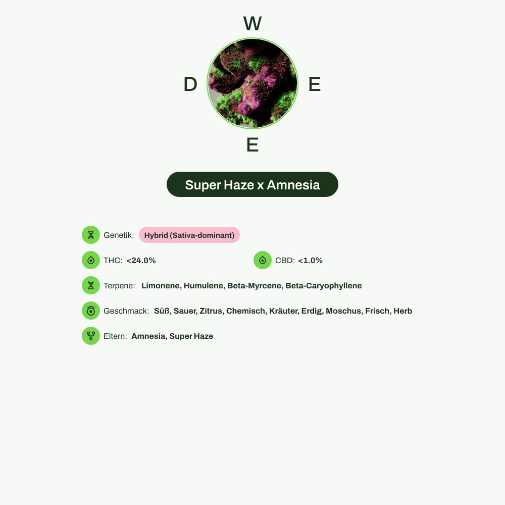 Infografik über THC-Gehalt, CBD-Gehalt, Terpene, Wirkungen, Geschmack von Super Haze x Amnesia