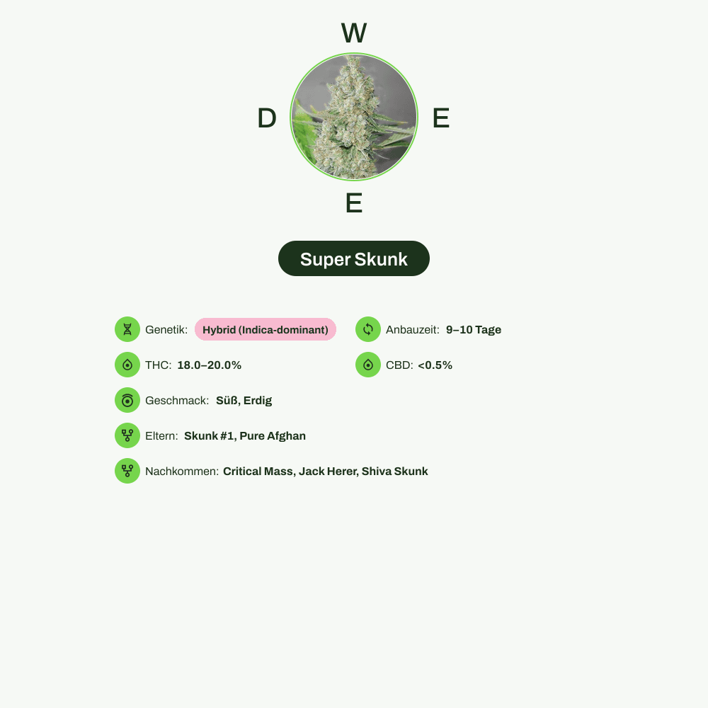 Infografik über THC-Gehalt, CBD-Gehalt, Wirkungen, Geschmack von Super Skunk