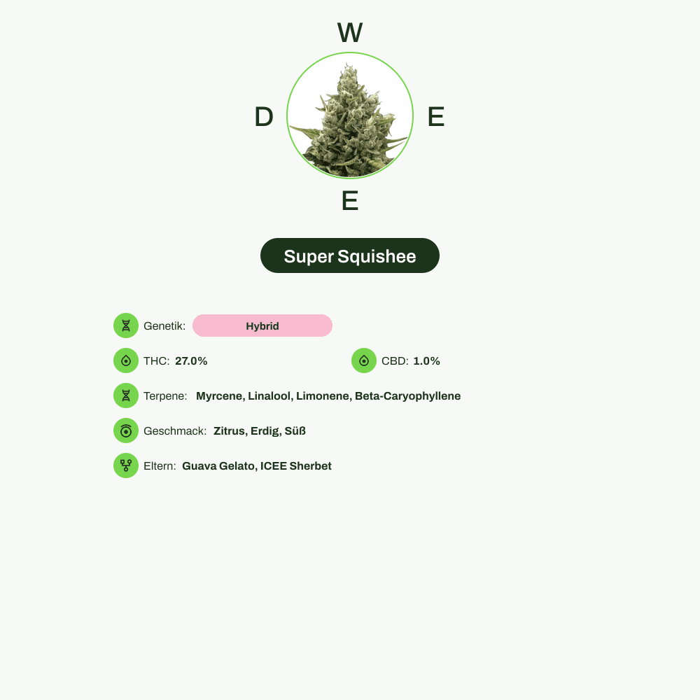 Infografik über THC-Gehalt, CBD-Gehalt, Terpene, Wirkungen, Geschmack von Super Squishee