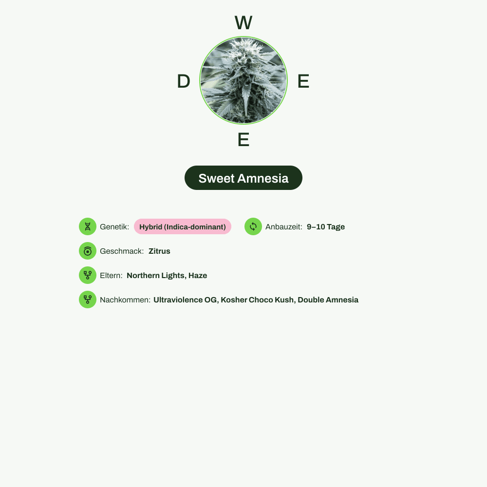 Infografik über THC-Gehalt, CBD-Gehalt, Wirkungen, Geschmack von Sweet Amnesia