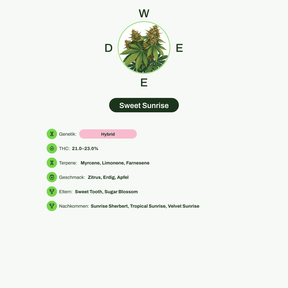 Infografik über THC-Gehalt, CBD-Gehalt, Terpene, Wirkungen, Geschmack von Sweet Sunrise