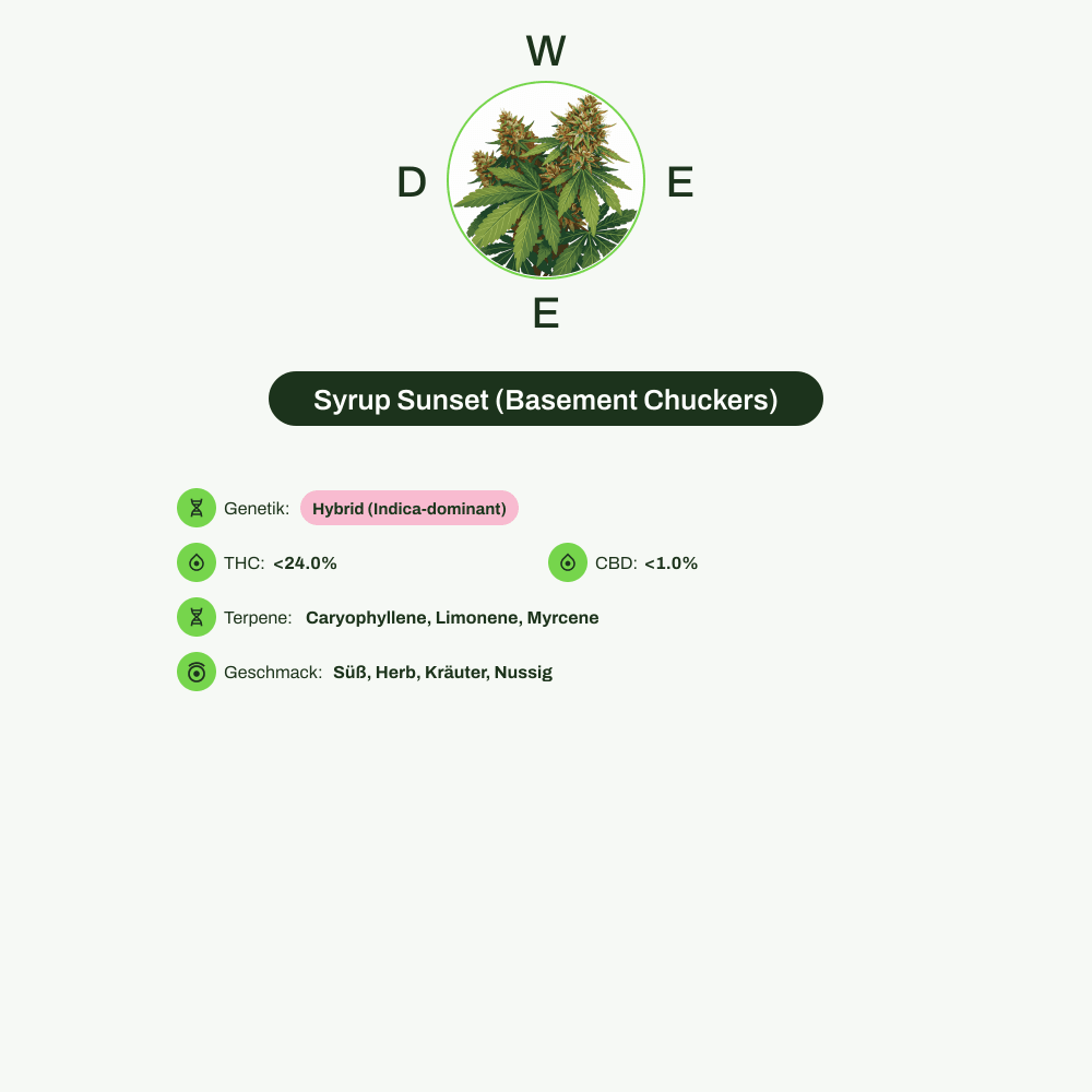 Infografik über THC-Gehalt, CBD-Gehalt, Terpene, Wirkungen, Geschmack von Syrup Sunset (Basement Chuckers)