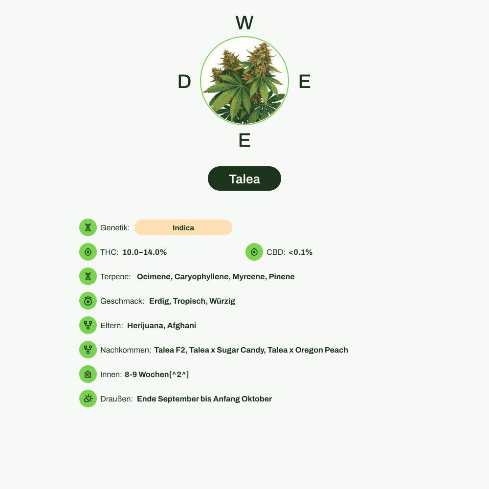 Infografik über THC-Gehalt, CBD-Gehalt, Terpene, Wirkungen, Geschmack von Talea