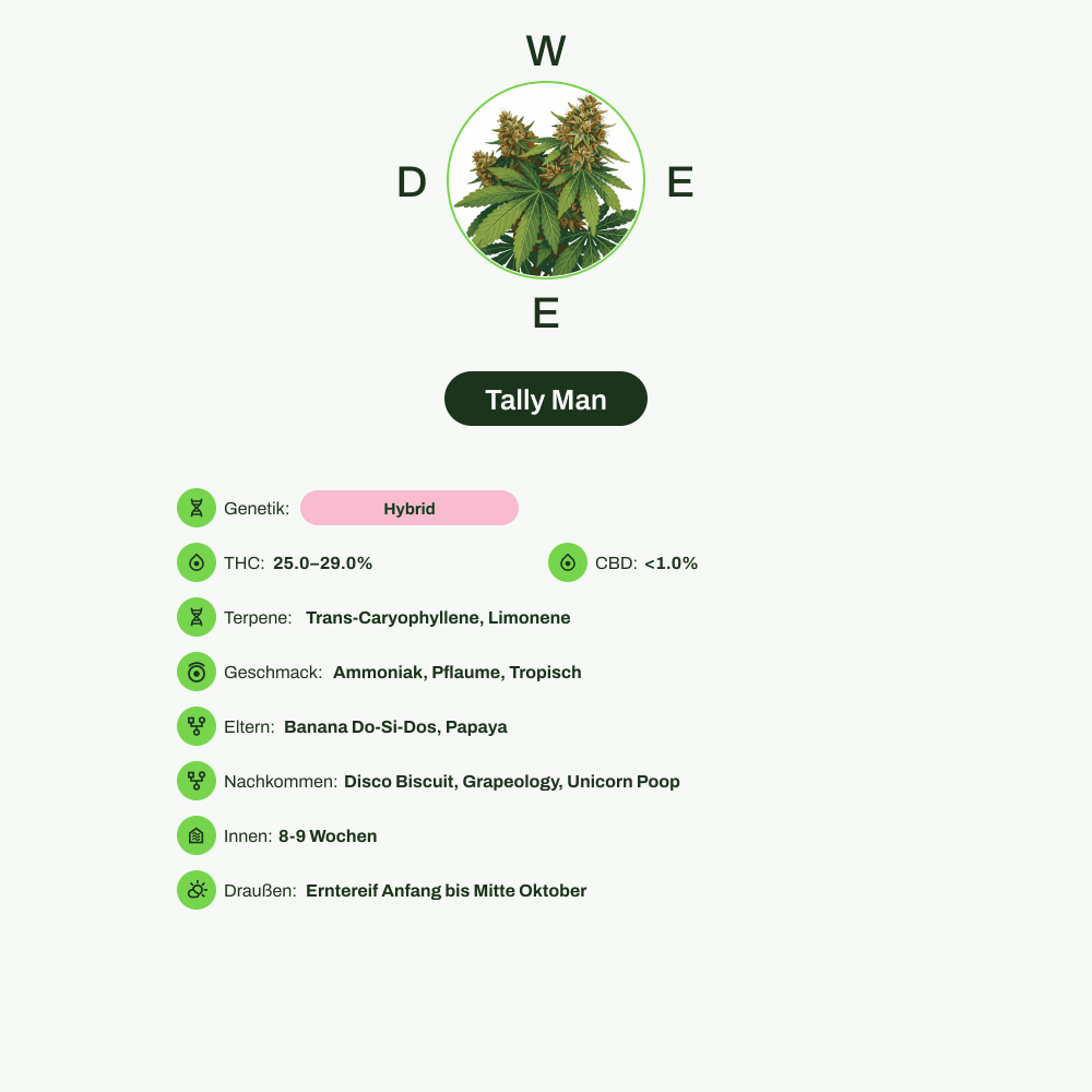 Infografik über THC-Gehalt, CBD-Gehalt, Terpene, Wirkungen, Geschmack von Tally Man