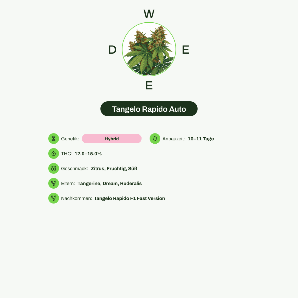 Infografik über THC-Gehalt, CBD-Gehalt, Terpene, Wirkungen, Geschmack von Tangelo Rapido Auto