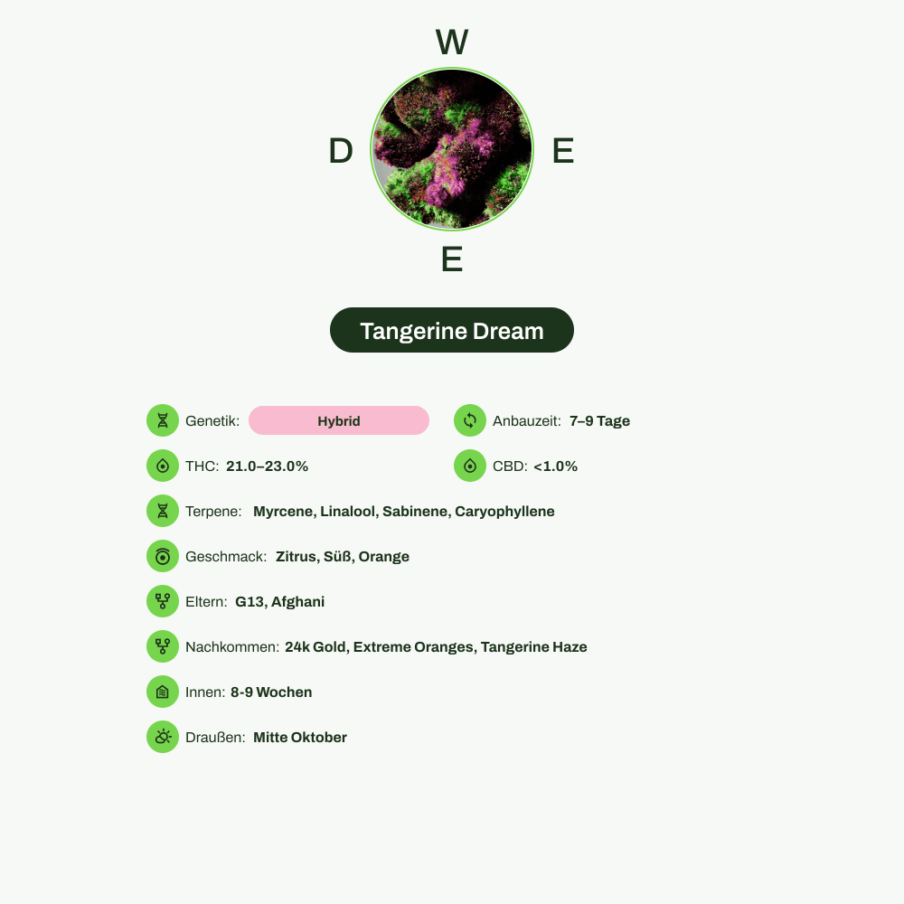 Infografik über THC-Gehalt, CBD-Gehalt, Terpene, Wirkungen, Geschmack von Tangerine Dream