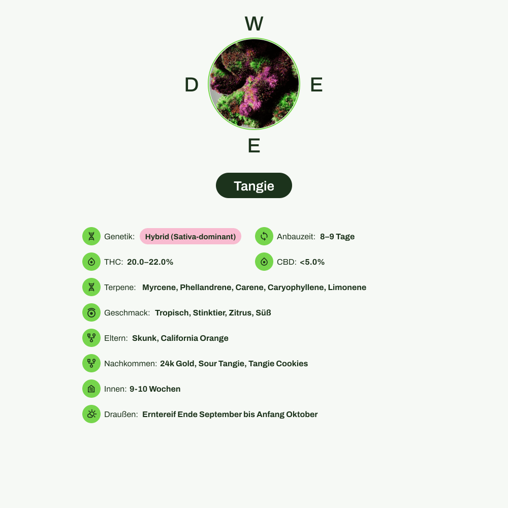 Infografik über THC-Gehalt, CBD-Gehalt, Terpene, Wirkungen, Geschmack von Tangie