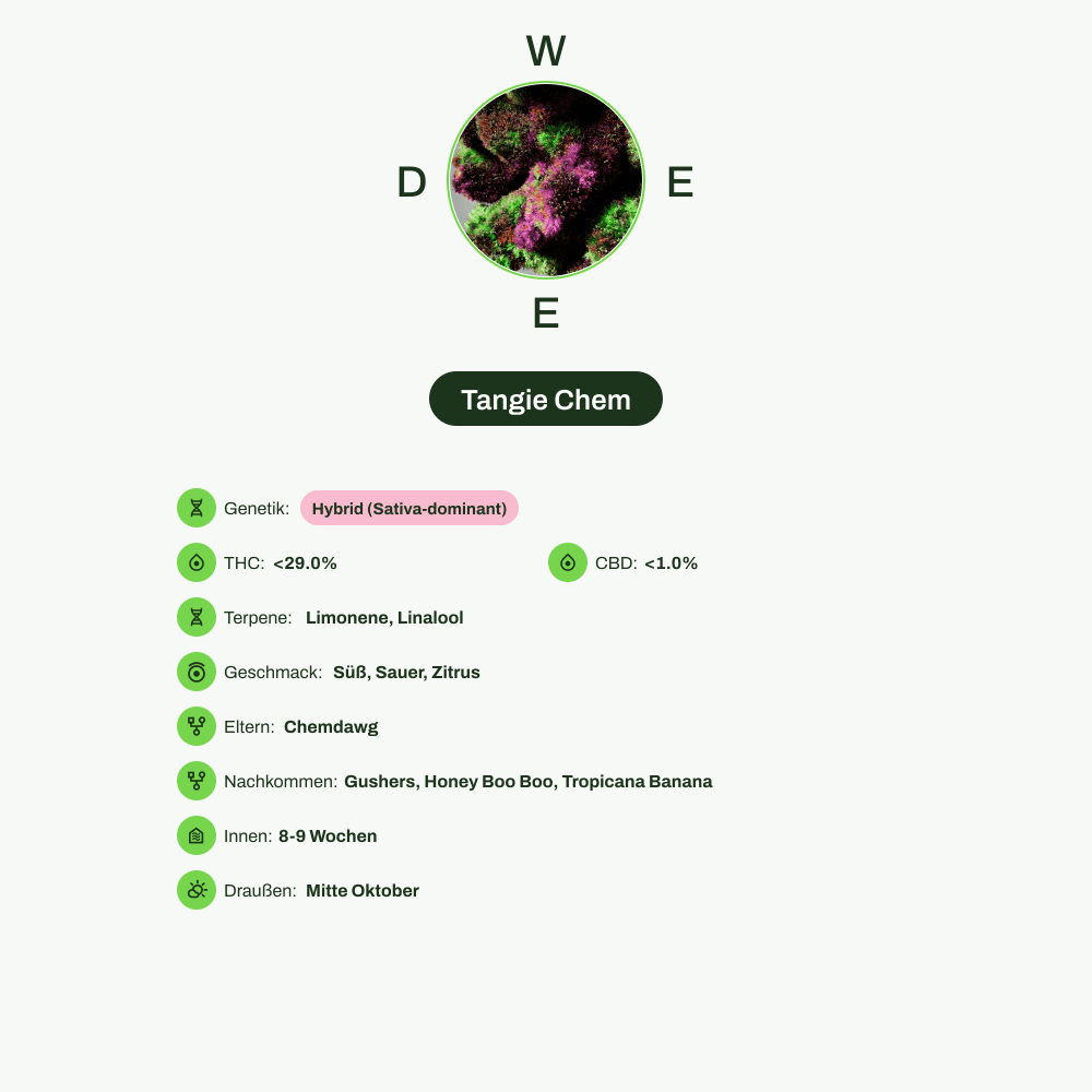 Infografik über THC-Gehalt, CBD-Gehalt, Terpene, Wirkungen, Geschmack von Tangie Chem