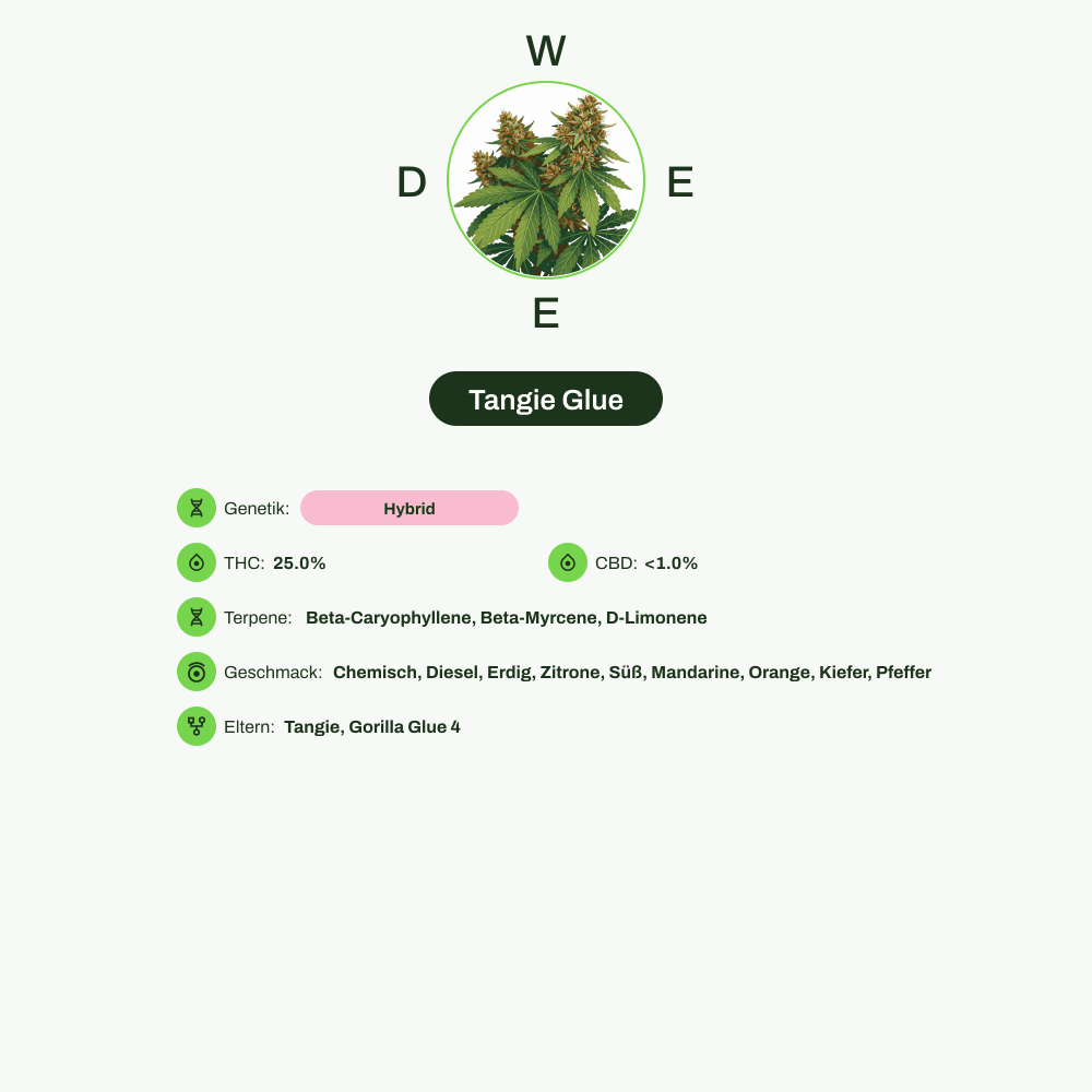 Infografik über THC-Gehalt, CBD-Gehalt, Terpene, Wirkungen, Geschmack von Tangie Glue
