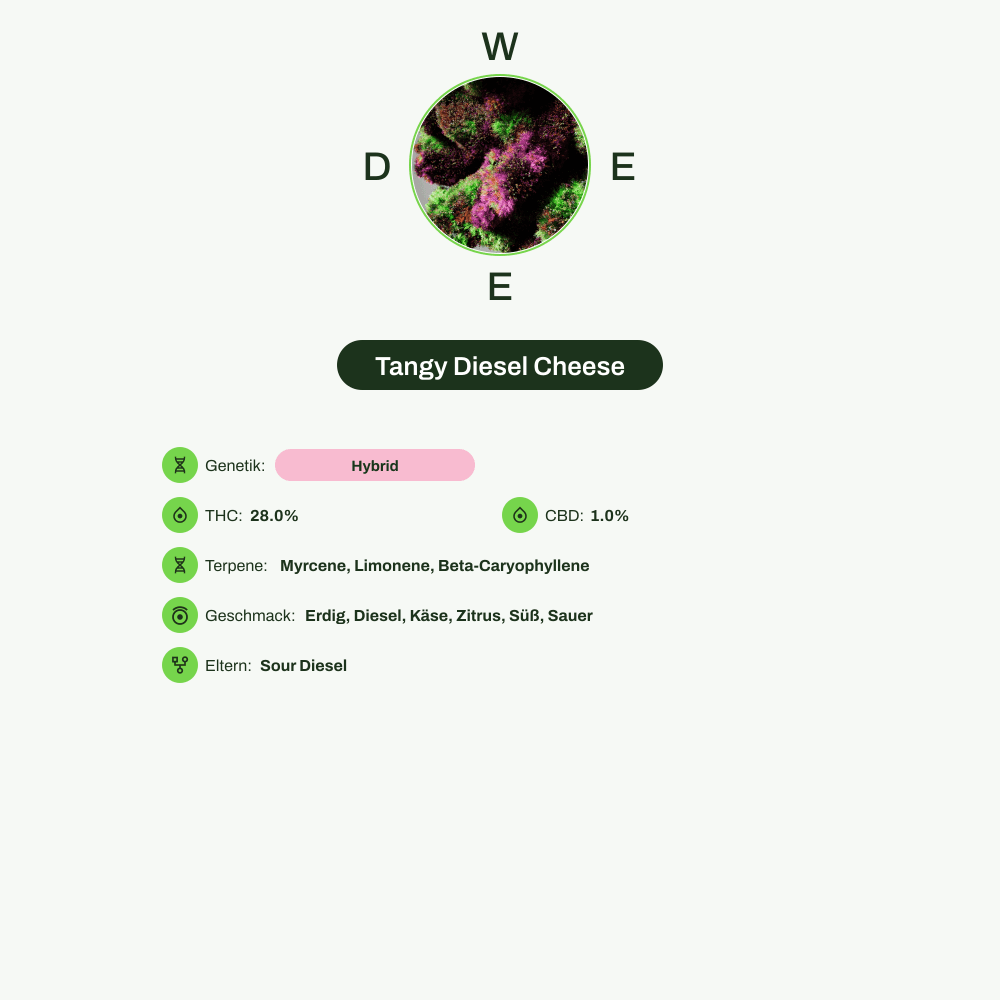 Infografik über THC-Gehalt, CBD-Gehalt, Terpene, Wirkungen, Geschmack von Tangy Diesel Cheese