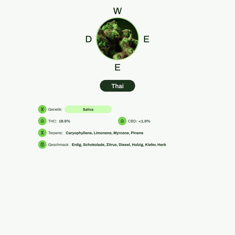 Infografik über THC-Gehalt, CBD-Gehalt, Terpene, Wirkungen, Geschmack von Thai