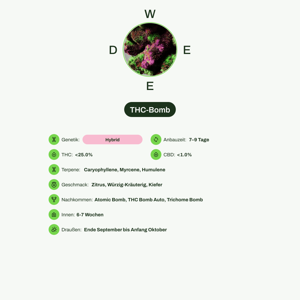Infografik über THC-Gehalt, CBD-Gehalt, Terpene, Wirkungen, Geschmack von THC-Bomb