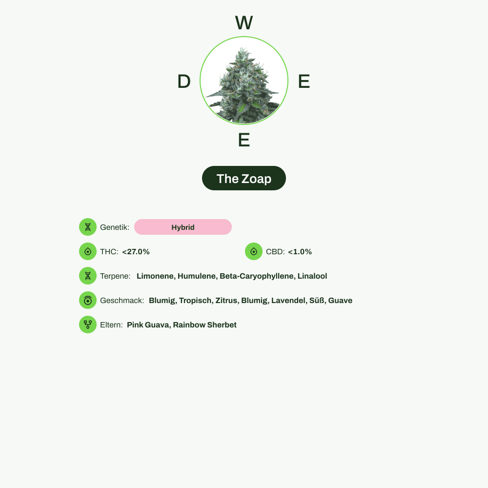 Infografik über THC-Gehalt, CBD-Gehalt, Terpene, Wirkungen, Geschmack von The Zoap