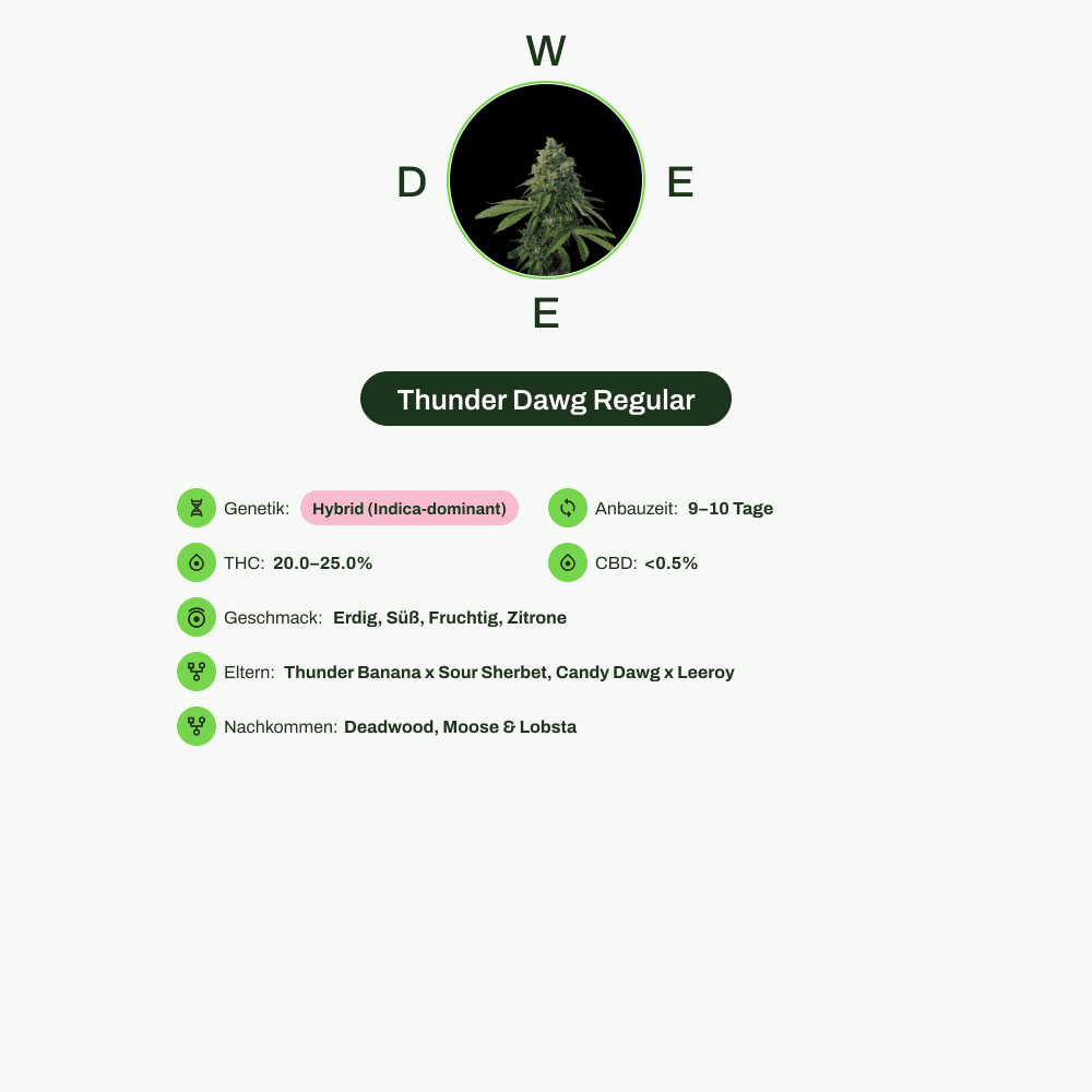 Infografik über THC-Gehalt, CBD-Gehalt, Wirkungen, Geschmack von Thunder Dawg Regular
