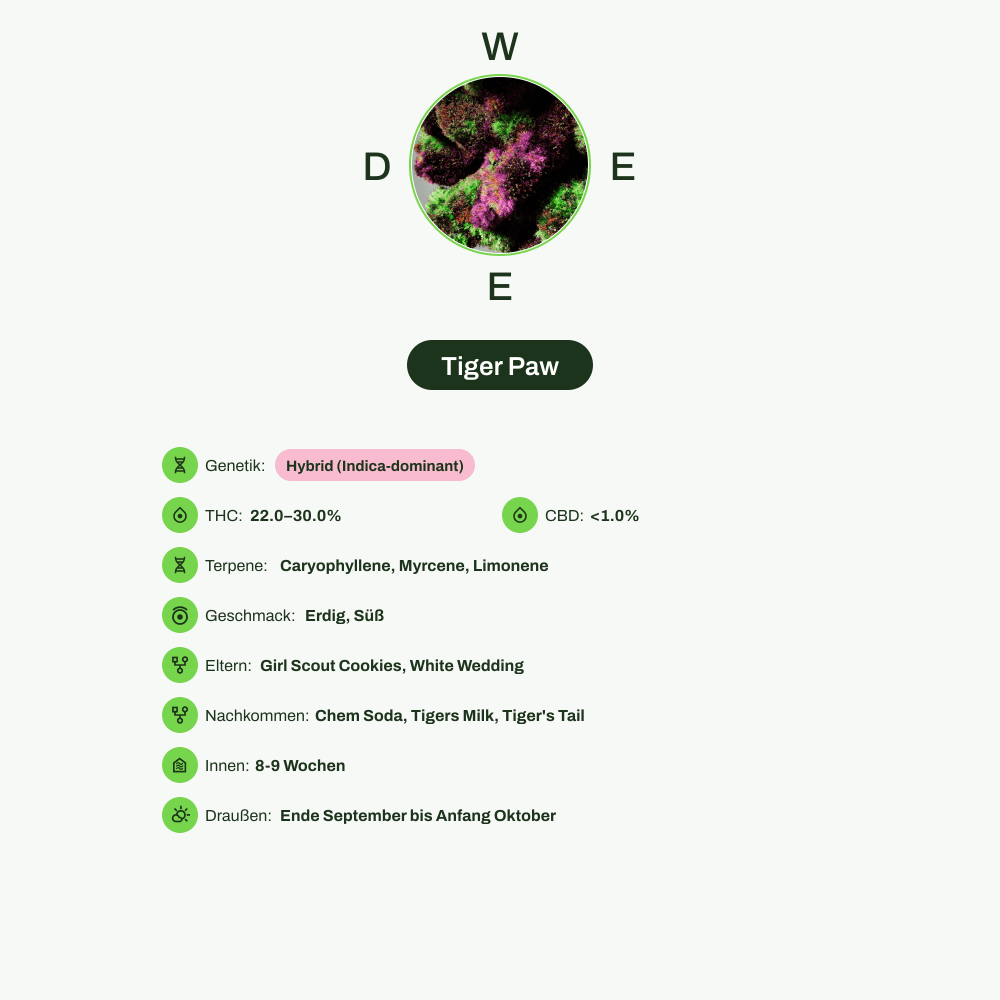 Infografik über THC-Gehalt, CBD-Gehalt, Terpene, Wirkungen, Geschmack von Tiger Paw