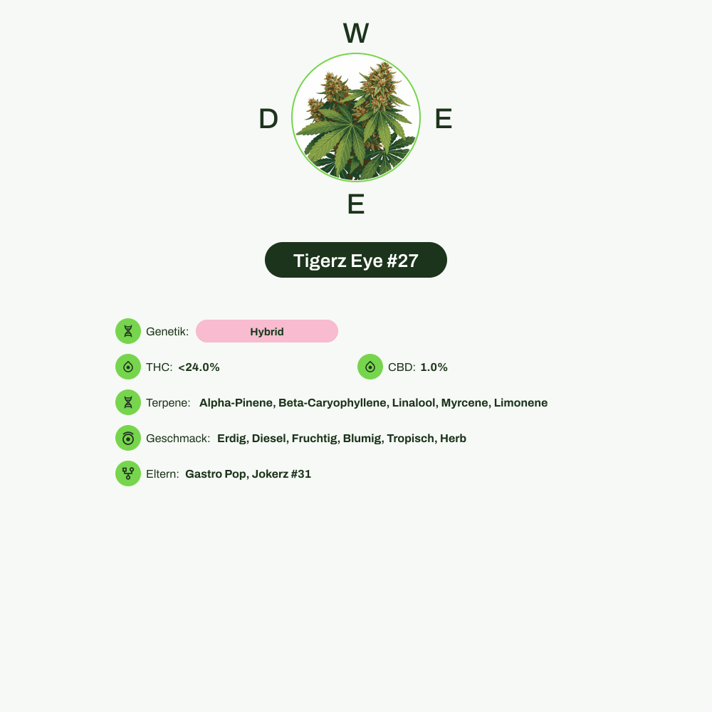 Infografik über THC-Gehalt, CBD-Gehalt, Terpene, Wirkungen, Geschmack von Tigerz Eye #27