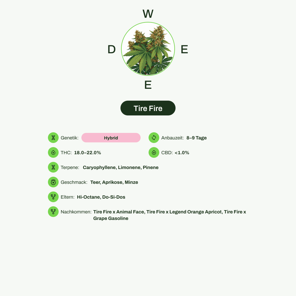 Infografik über THC-Gehalt, CBD-Gehalt, Terpene, Wirkungen, Geschmack von Tire Fire