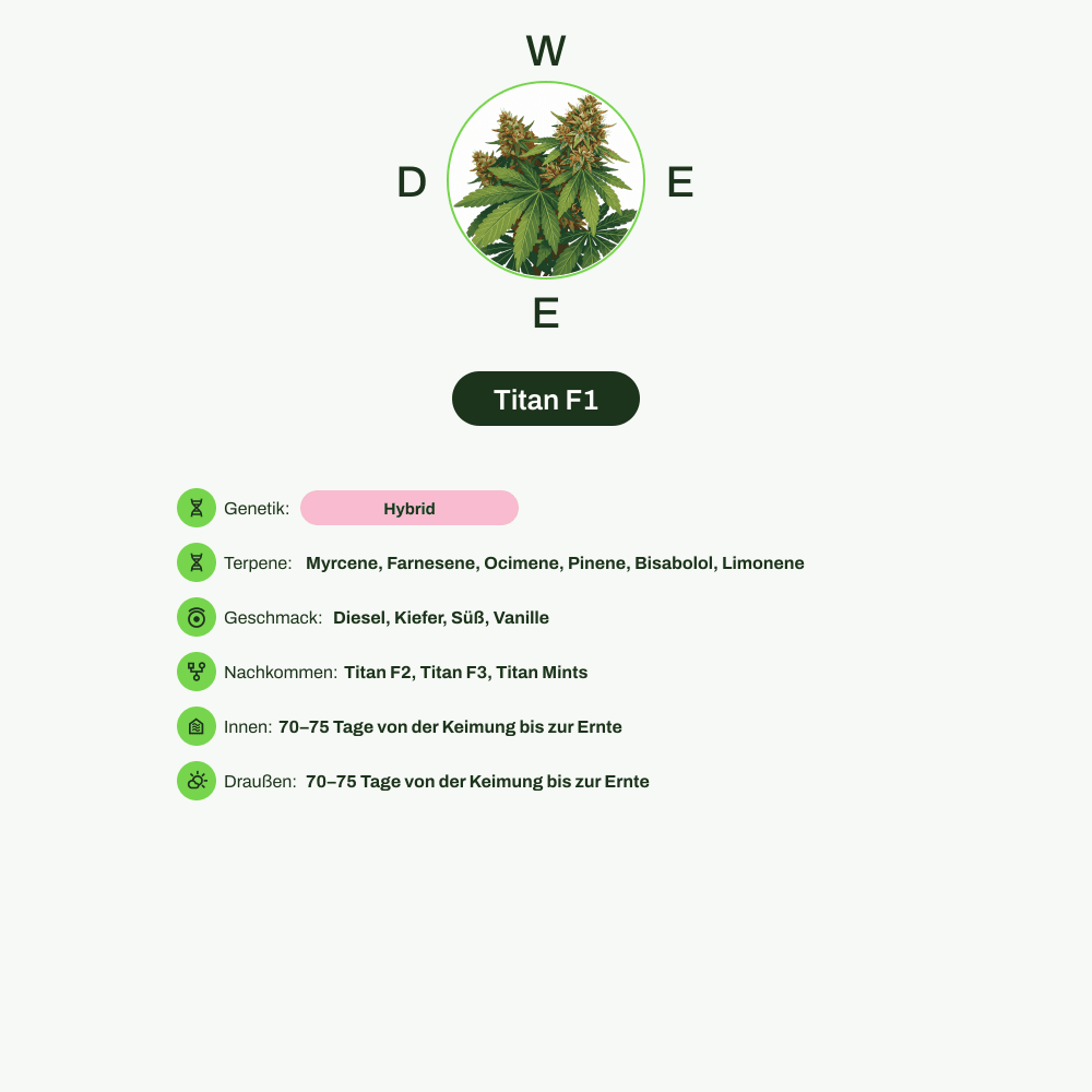Infografik über THC-Gehalt, CBD-Gehalt, Terpene, Wirkungen, Geschmack von Titan F1