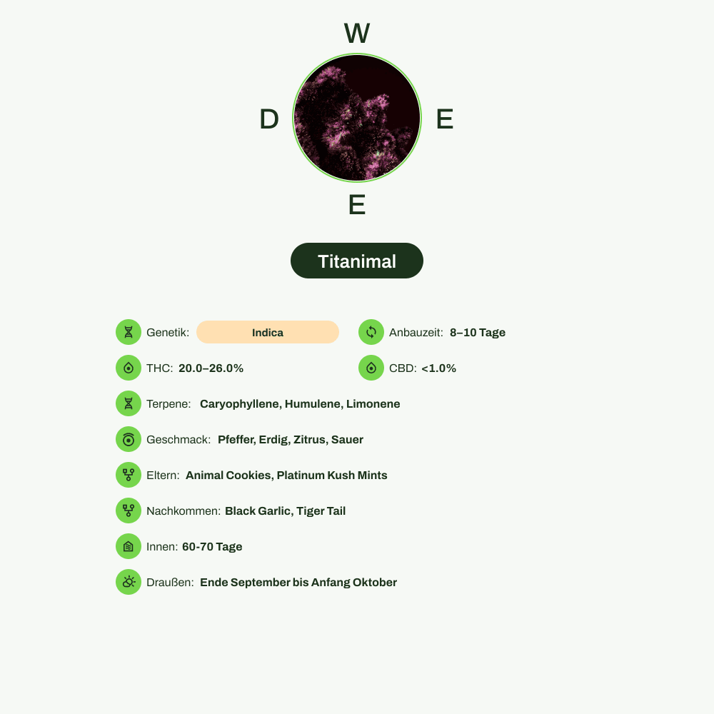 Infografik über THC-Gehalt, CBD-Gehalt, Terpene, Wirkungen, Geschmack von Titanimal
