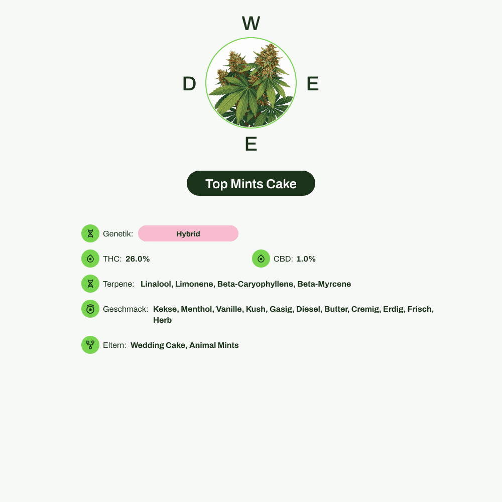 Infografik über THC-Gehalt, CBD-Gehalt, Terpene, Wirkungen, Geschmack von Top Mints Cake