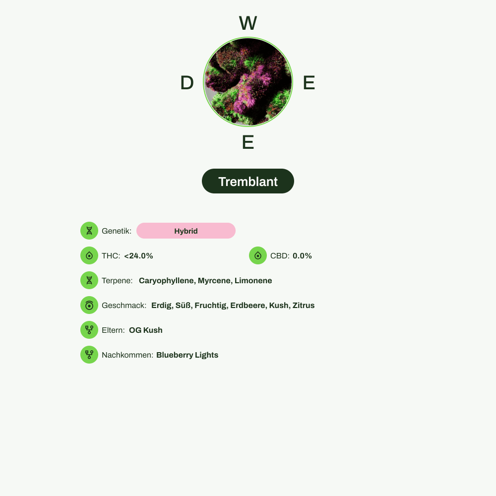 Infografik über THC-Gehalt, CBD-Gehalt, Terpene, Wirkungen, Geschmack von Tremblant