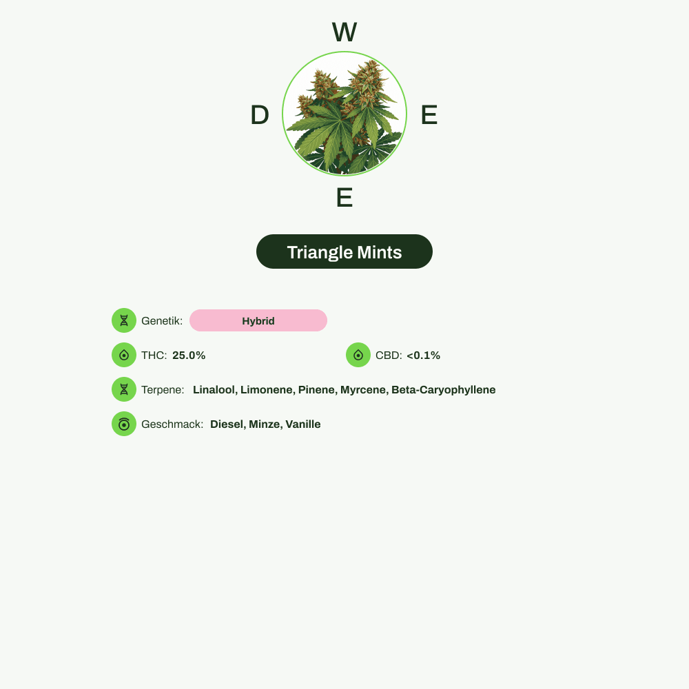Infografik über THC-Gehalt, CBD-Gehalt, Terpene, Wirkungen, Geschmack von Triangle Mints