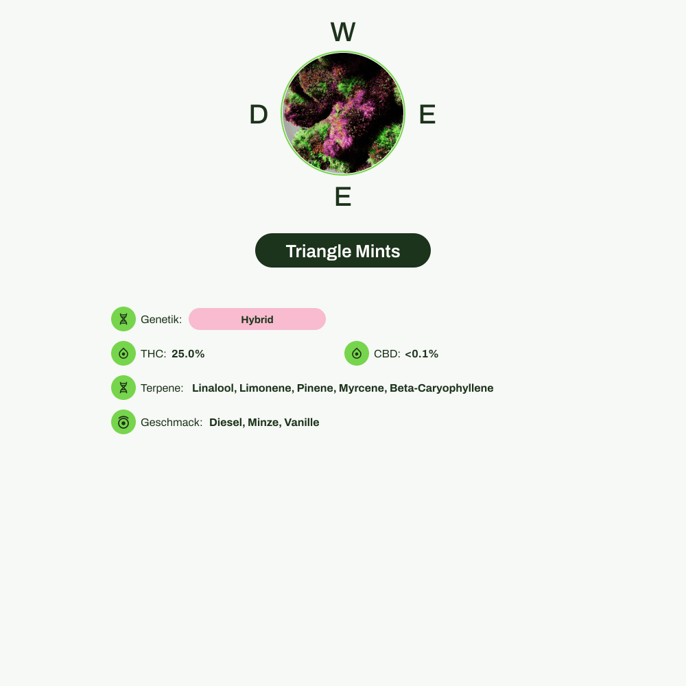 Infografik über THC-Gehalt, CBD-Gehalt, Terpene, Wirkungen, Geschmack von Triangle Mints