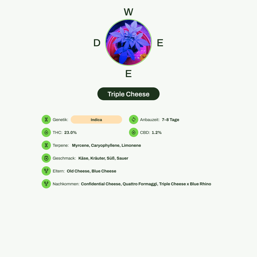 Infografik über THC-Gehalt, CBD-Gehalt, Terpene, Wirkungen, Geschmack von Triple Cheese