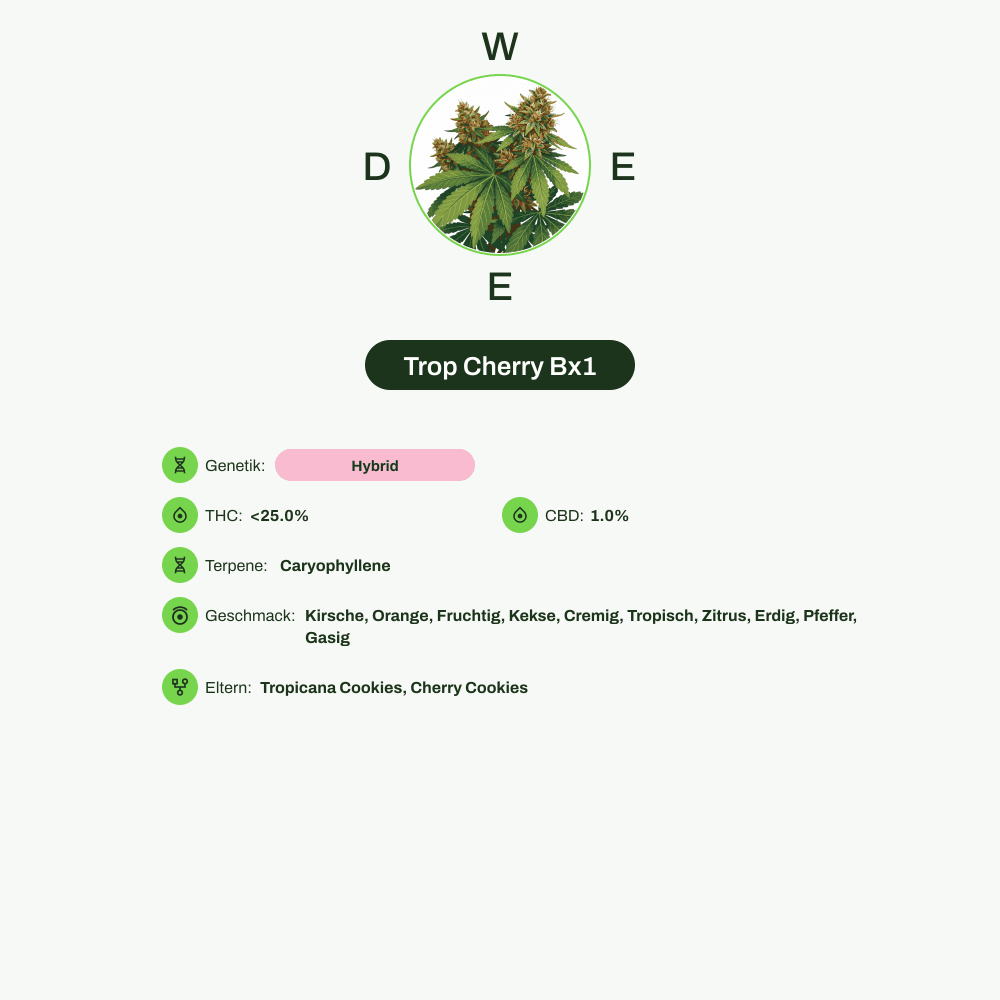 Infografik über THC-Gehalt, CBD-Gehalt, Terpene, Wirkungen, Geschmack von Trop Cherry Bx1