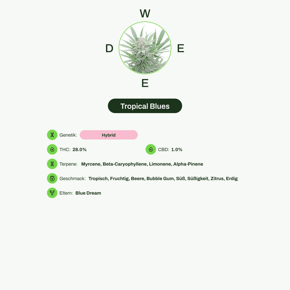 Infografik über THC-Gehalt, CBD-Gehalt, Terpene, Wirkungen, Geschmack von Tropical Blues