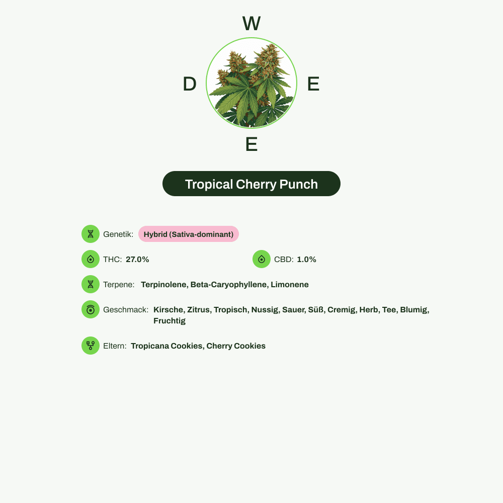 Infografik über THC-Gehalt, CBD-Gehalt, Terpene, Wirkungen, Geschmack von Tropical Cherry Punch