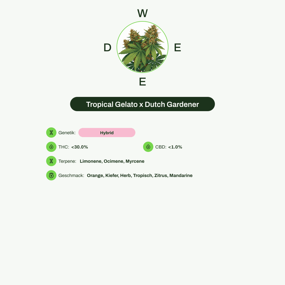 Infografik über THC-Gehalt, CBD-Gehalt, Terpene, Wirkungen, Geschmack von Tropical Gelato x Dutch Gardener