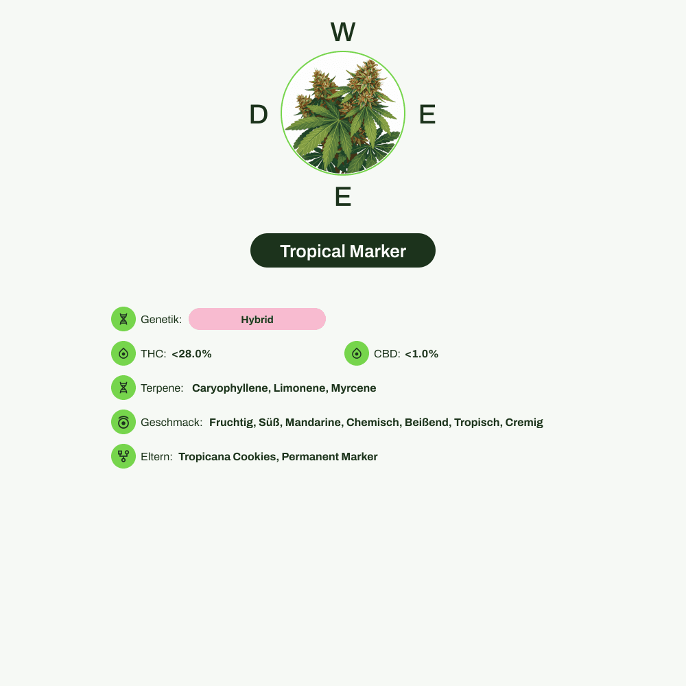 Infografik über THC-Gehalt, CBD-Gehalt, Terpene, Wirkungen, Geschmack von Tropical Marker