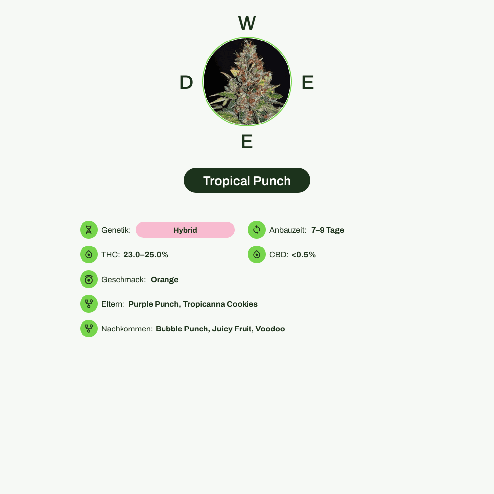 Infografik über THC-Gehalt, CBD-Gehalt, Wirkungen, Geschmack von Tropical Punch