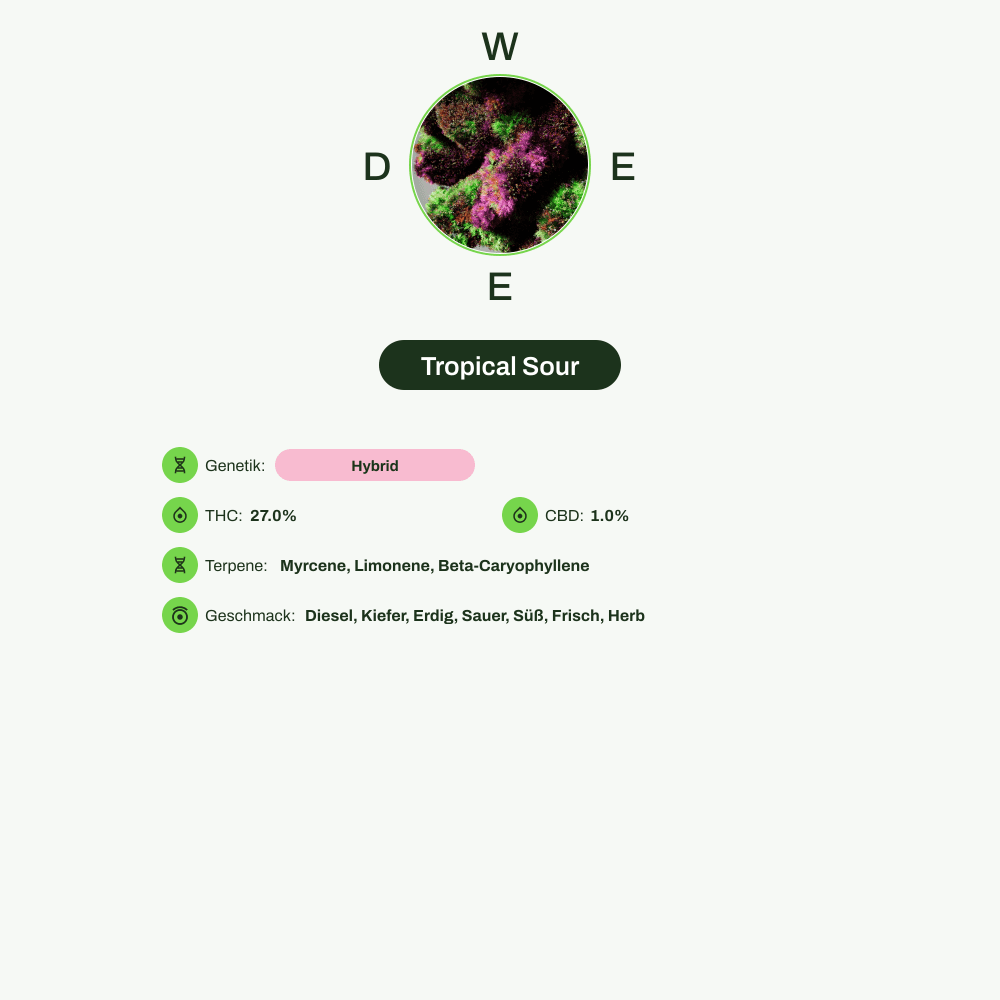 Infografik über THC-Gehalt, CBD-Gehalt, Terpene, Wirkungen, Geschmack von Tropical Sour