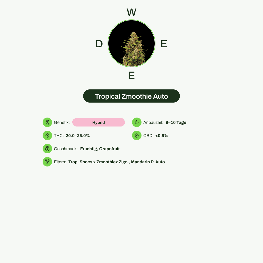 Infografik über THC-Gehalt, CBD-Gehalt, Wirkungen, Geschmack von Tropical Zmoothie Auto