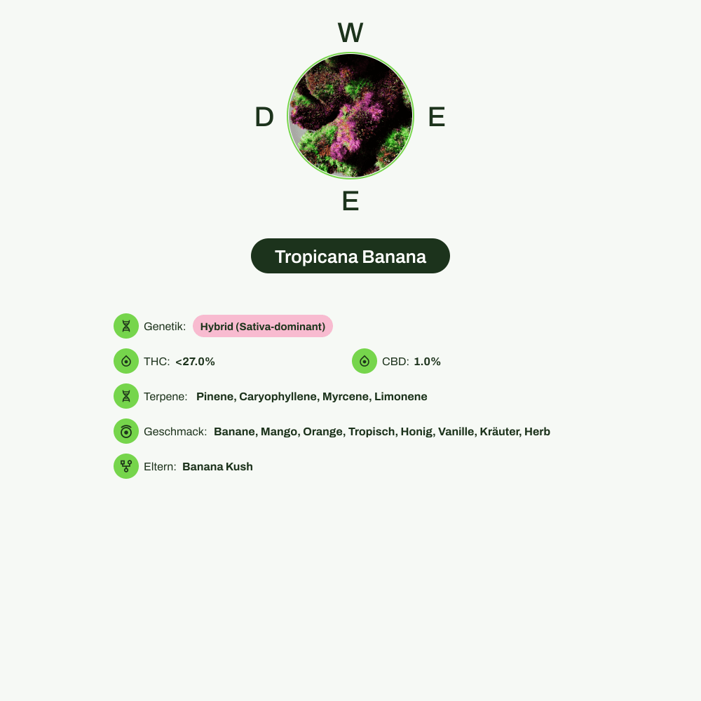 Infografik über THC-Gehalt, CBD-Gehalt, Terpene, Wirkungen, Geschmack von Tropicana Banana