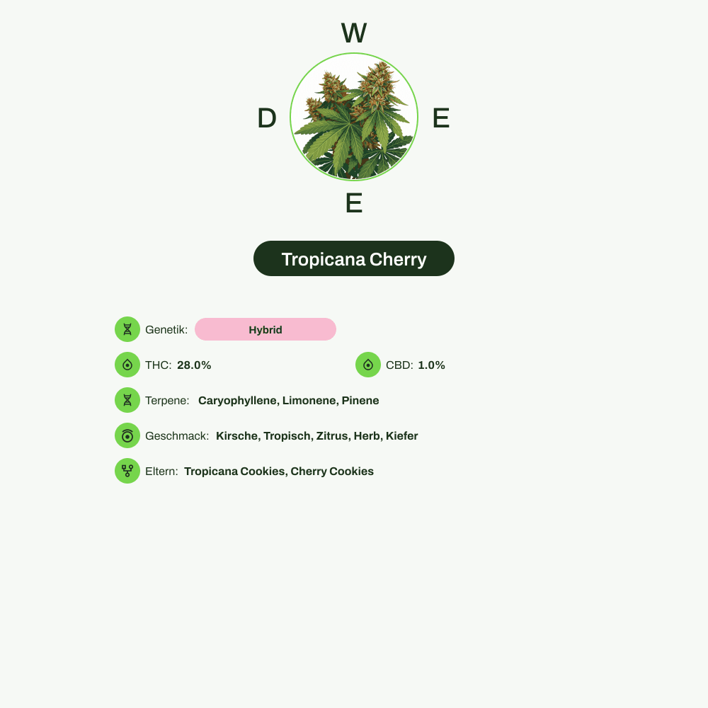 Infografik über THC-Gehalt, CBD-Gehalt, Terpene, Wirkungen, Geschmack von Tropicana Cherry