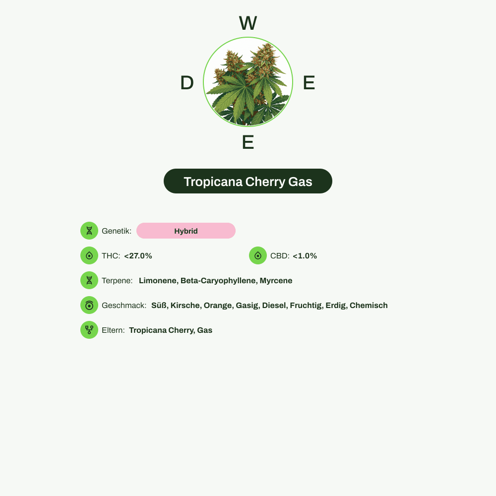 Infografik über THC-Gehalt, CBD-Gehalt, Terpene, Wirkungen, Geschmack von Tropicana Cherry Gas