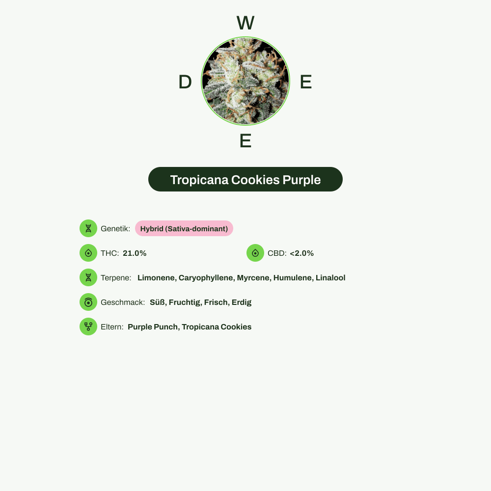 Infografik über THC-Gehalt, CBD-Gehalt, Terpene, Wirkungen, Geschmack von Tropicana Cookies Purple