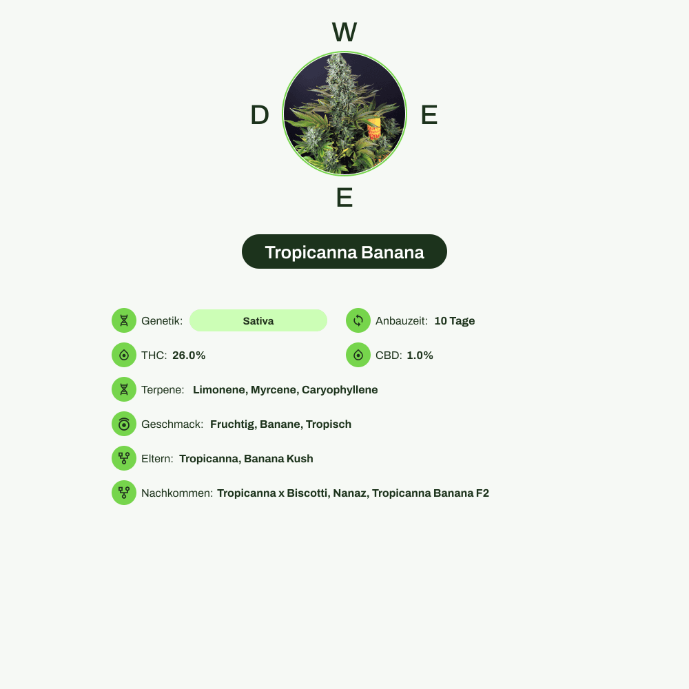 Infografik über THC-Gehalt, CBD-Gehalt, Terpene, Wirkungen, Geschmack von Tropicanna Banana