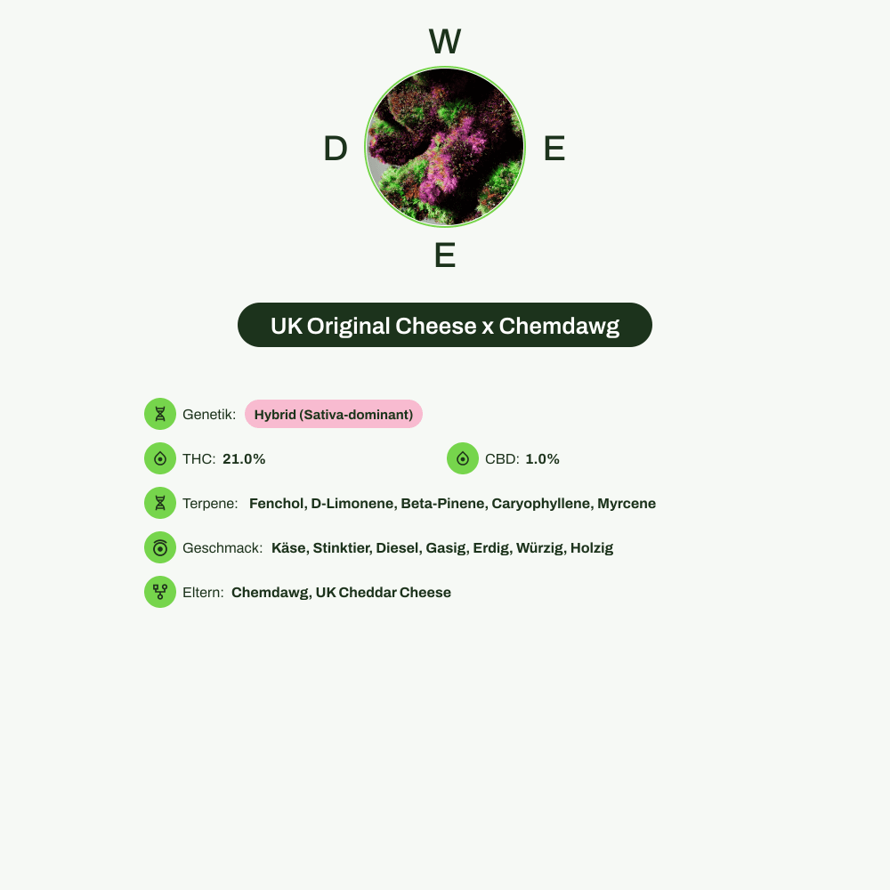 Infografik über THC-Gehalt, CBD-Gehalt, Terpene, Wirkungen, Geschmack von UK Original Cheese x Chemdawg
