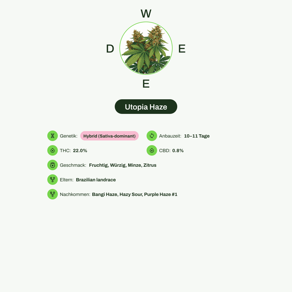Infografik über THC-Gehalt, CBD-Gehalt, Terpene, Wirkungen, Geschmack von Utopia Haze
