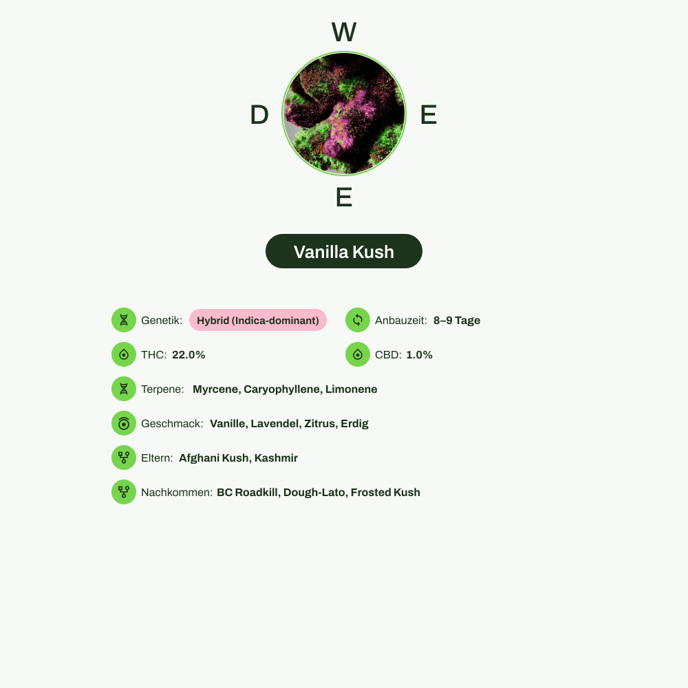 Infografik über THC-Gehalt, CBD-Gehalt, Terpene, Wirkungen, Geschmack von Vanilla Kush