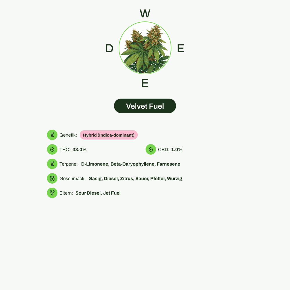 Infografik über THC-Gehalt, CBD-Gehalt, Terpene, Wirkungen, Geschmack von Velvet Fuel